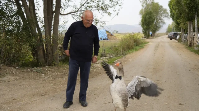 Gümüşhane'de dışlanan kaz "Juniour" İsmail Dede'nin gölgesi oldu — Fotoğraf 3