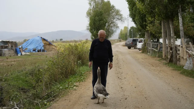 Gümüşhane'de dışlanan kaz "Juniour" İsmail Dede'nin gölgesi oldu — Fotoğraf 4