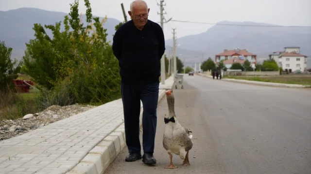 Gümüşhane'de dışlanan kaz "Juniour" İsmail Dede'nin gölgesi oldu — Fotoğraf 5