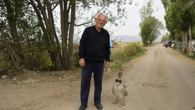 Gümüşhane'de dışlanan kaz "Juniour" İsmail Dede'nin gölgesi oldu — Fotoğraf 9