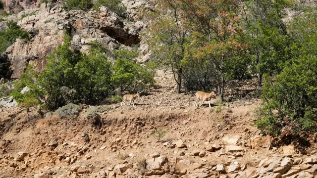 Gümüşhane'de Yaban Keçileri Yol Kenarında Sürü Halinde Görüntülendi — Fotoğraf 1