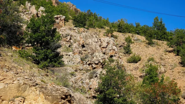 Gümüşhane'de Yaban Keçileri Yol Kenarında Sürü Halinde Görüntülendi — Fotoğraf 3