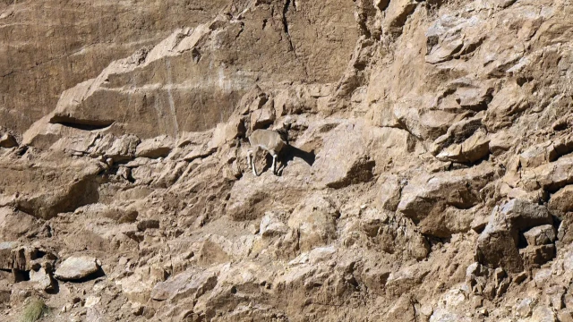 Gümüşhane'de Yaban Keçileri Yol Kenarında Sürü Halinde Görüntülendi — Fotoğraf 5