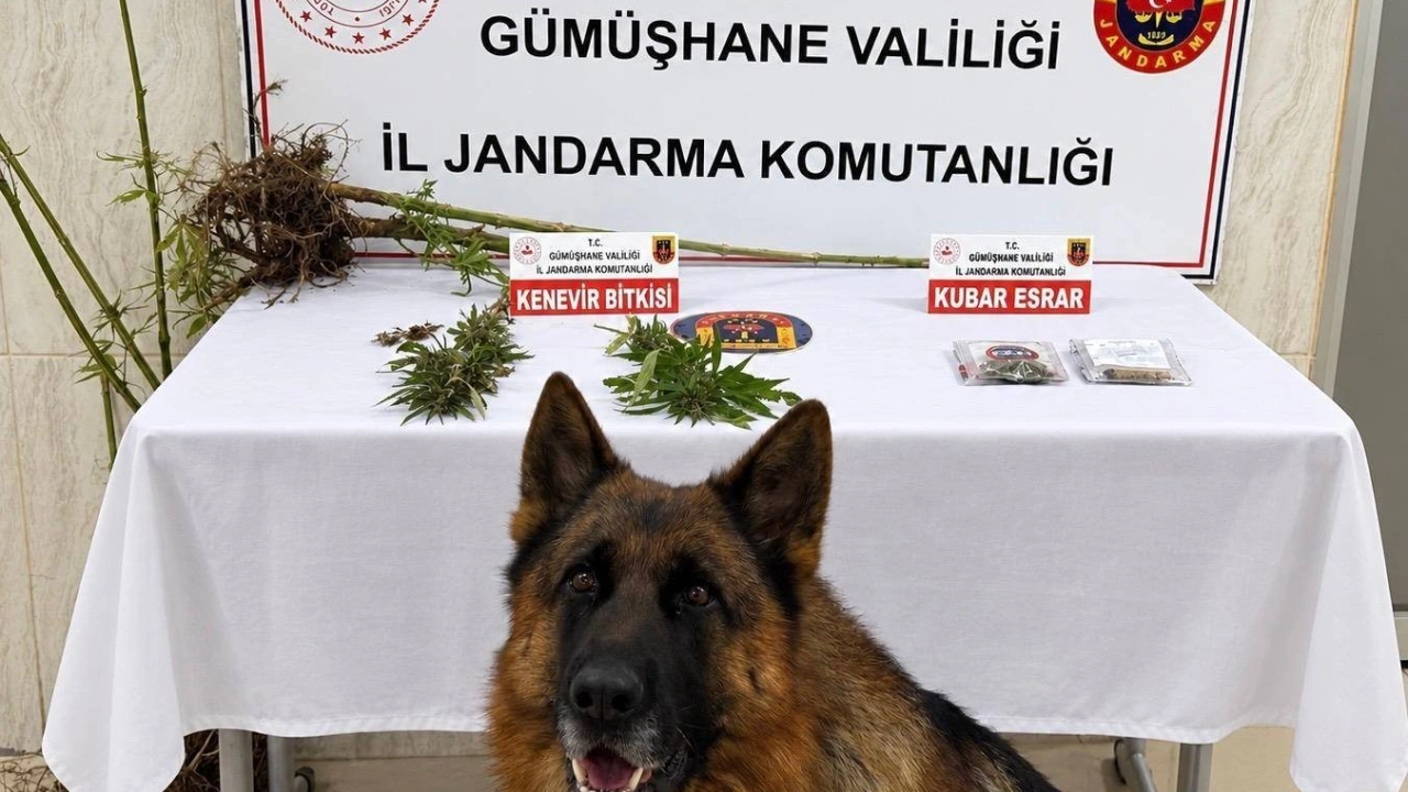 Jandarmadan Uyuşturucu Operasyonu: Kürtün'de Kenevir ve Kubar Esrar Ele Geçirildi