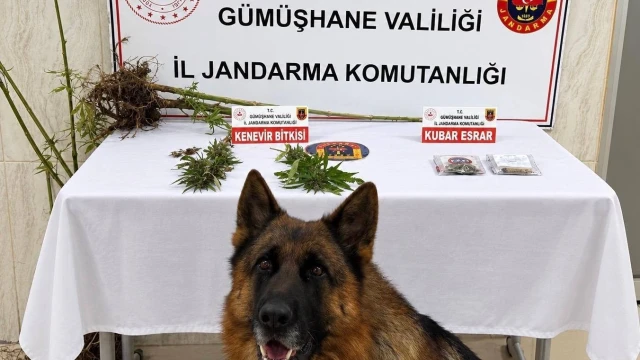 Jandarmadan Uyuşturucu Operasyonu: Kürtün'de Kenevir ve Kubar Esrar Ele Geçirildi