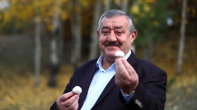 Kelkit Dağlarında Mantar Bereketi: “Dağı Taşı Altın!”
