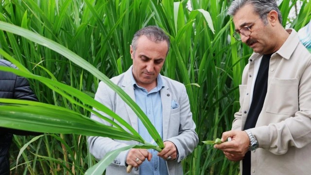 Kelkit'te Hayvancılığa Can Suyu Olacak Fil Otu Hasadı Yapıldı — Fotoğraf 3