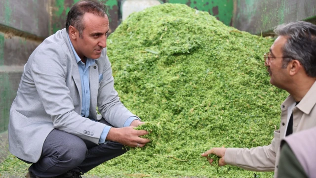 Kelkit'te Hayvancılığa Can Suyu Olacak Fil Otu Hasadı Yapıldı — Fotoğraf 6