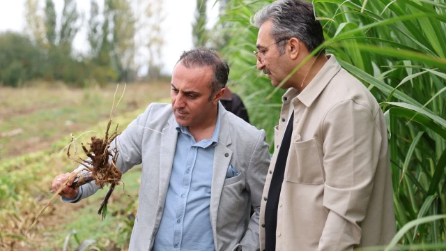 Kelkit'te Hayvancılığa Can Suyu Olacak Fil Otu Hasadı Yapıldı — Fotoğraf 9