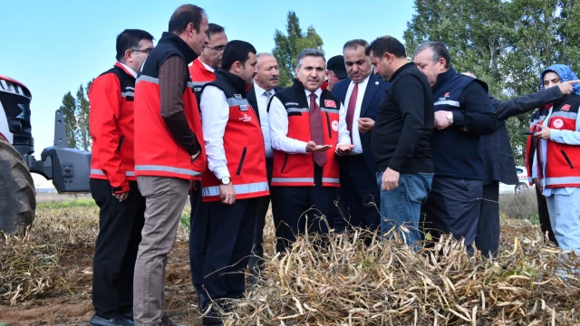 Vali Cevdet Atay Kelkit'te Şeker Fasulyesi ve Şeker Pancarı Hasadına Katıldı — Fotoğraf 5